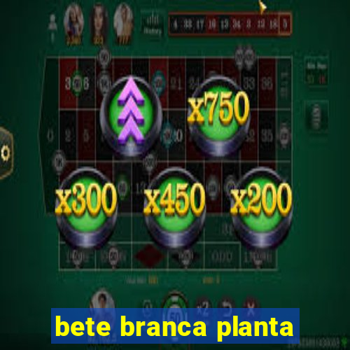 bete branca planta